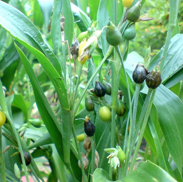 Job's tranen (Coix lacryma-jobi)