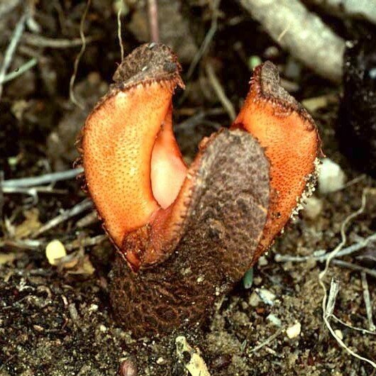 Jakkalskos (Hydnora africana)