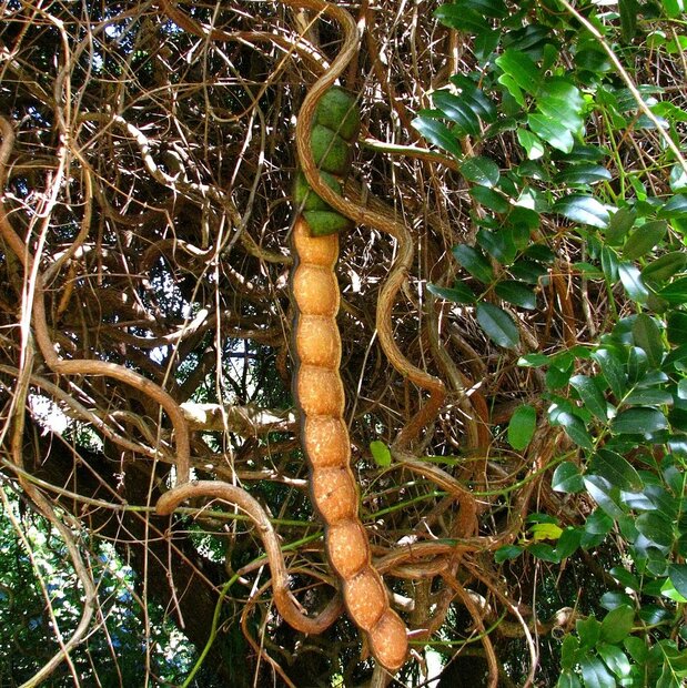 Zeehart (Entada gigas)