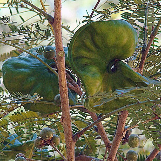 Olifantsoorboom (Enterolobium cyclocarpum)