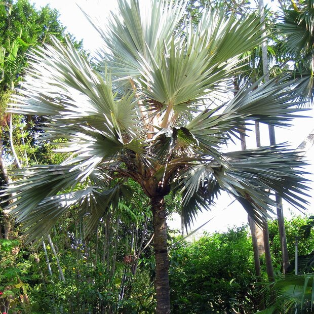Blauwe latanpalm (Latania loddigesii)