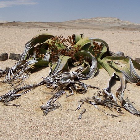Kanniedoodplant (Welwitschia mirabilis)