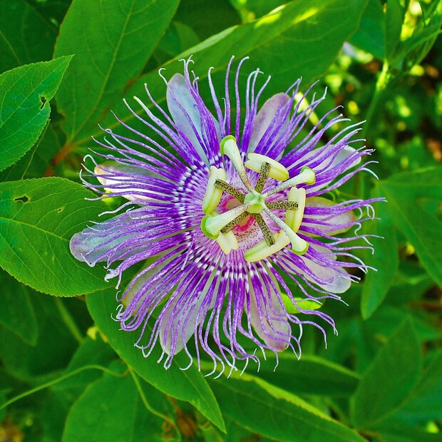 Maypop passiebloem (Passiflora incarnata)