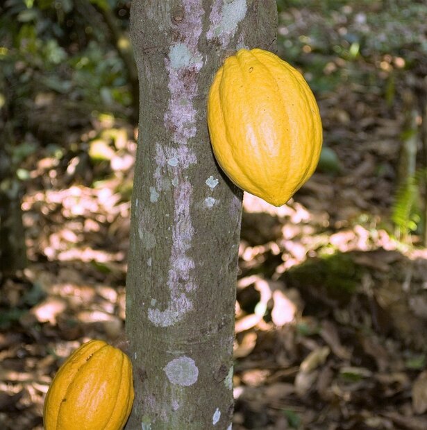 Cacao (Theobroma cacao)