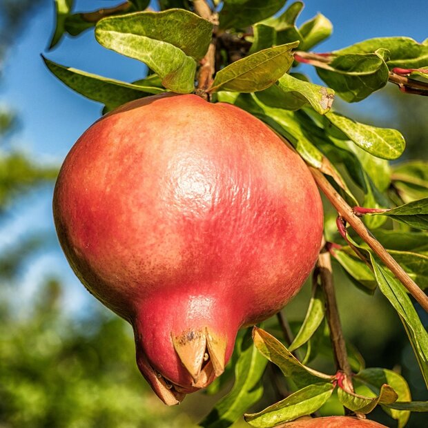 Granaatappel (Punica granatum)