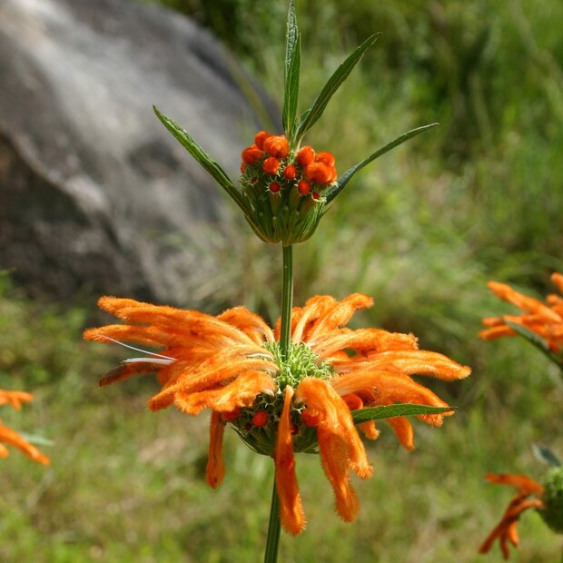Leeuwenoor (Leonotis leonurus)