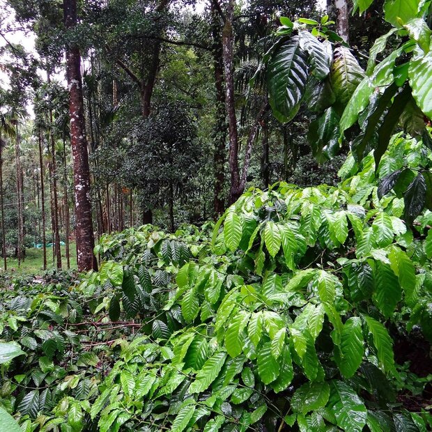 Robusta koffie (Coffea canephora)