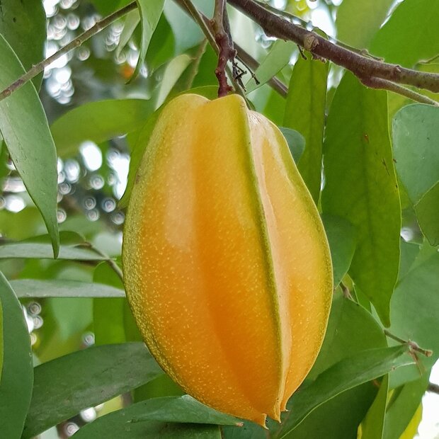 Carambola (Averrhoa carambola)