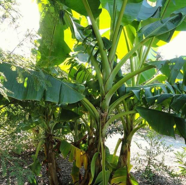Roodgestreepte Darjeeling banaan (Musa sikkimensis 'Red Flash')