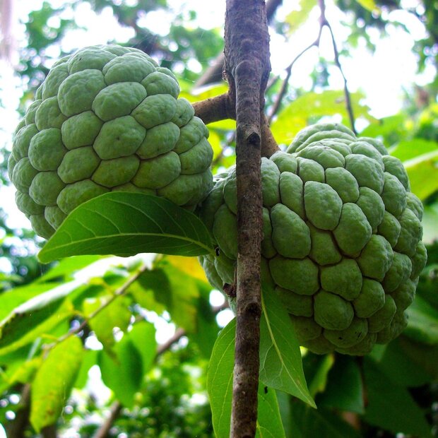 Zoetzak (Annona squamosa)