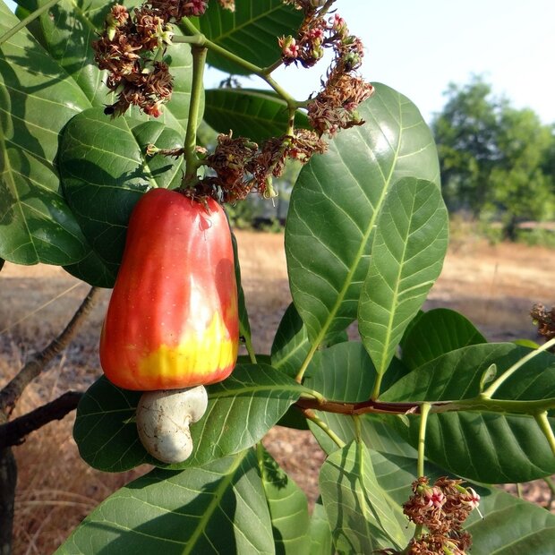 Cashew (Anacardium occidentale)