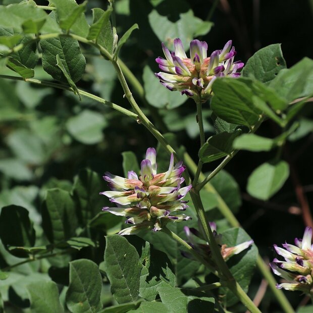 Chinese zoethout (Glycyrrhiza uralensis)