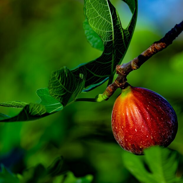 Vijg (Ficus carica)
