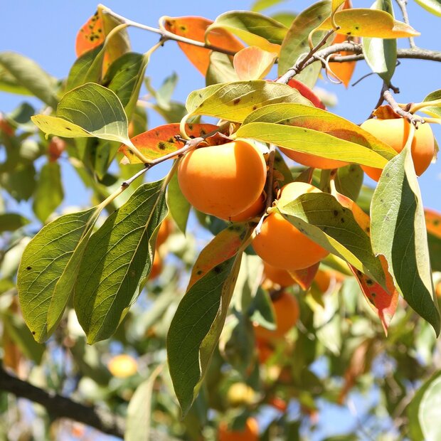 Kaki (Diospyros kaki)