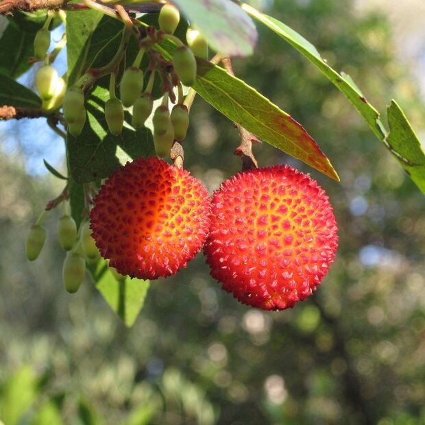 Aardbeiboom (Arbutus unedo)