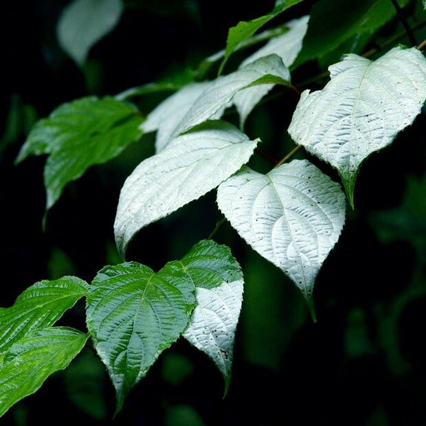 Silvervine kiwi (Actinidia polygama)