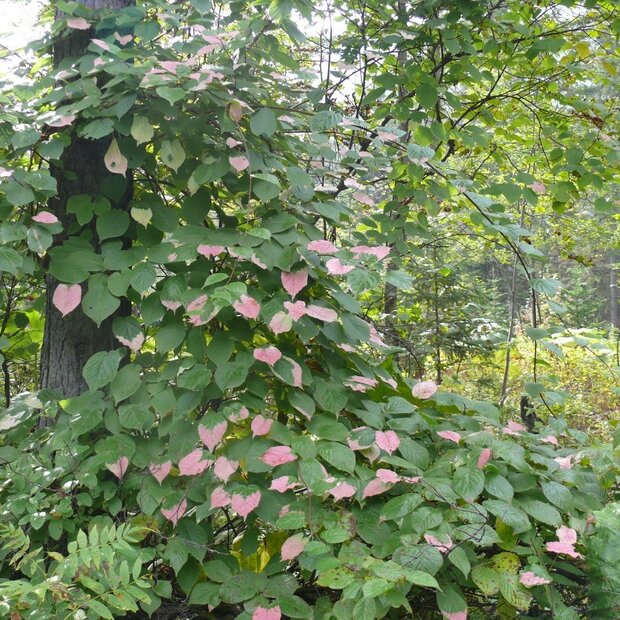 Siberische kiwi (Actinidia kolomikta)