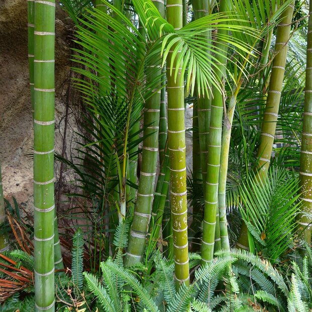 Moso reuzenbamboe (Phyllostachys edulis)