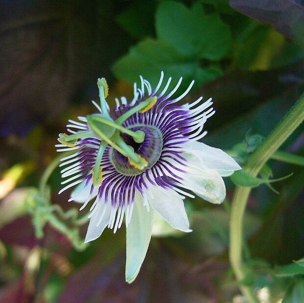 Bospassiebloem (Passiflora morifolia)