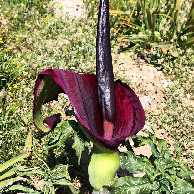 Drakenwortel (Dracunculus vulgaris)