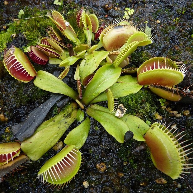 Venus vliegenval (Dionaea muscipula)