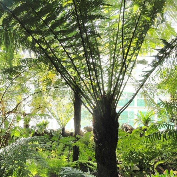 Wheki Ponga boomvaren (Dicksonia fibrosa)