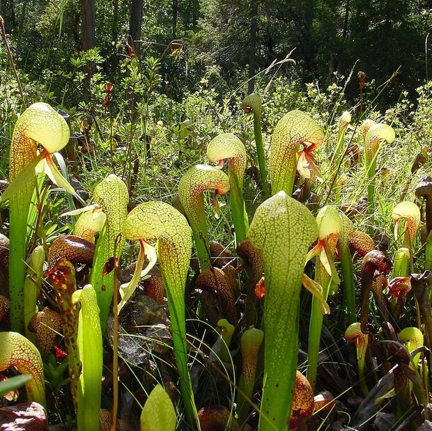Cobralelie (Darlingtonia californica)