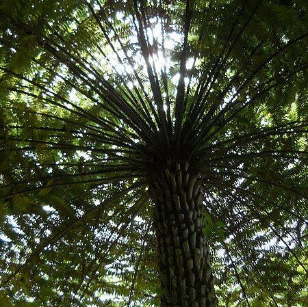 Boomvaren (Cyathea australis)