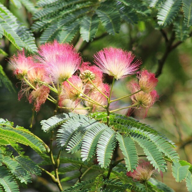 Perzische slaapboom (Albizia julibrissin 'E.H. Wilson')