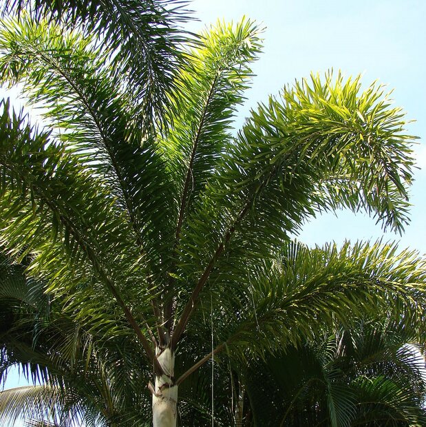 Vossenstaartpalm (Wodyetia bifurcata)
