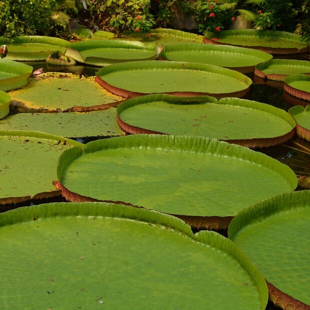 Victoria waterlelie (Victoria amazonica)