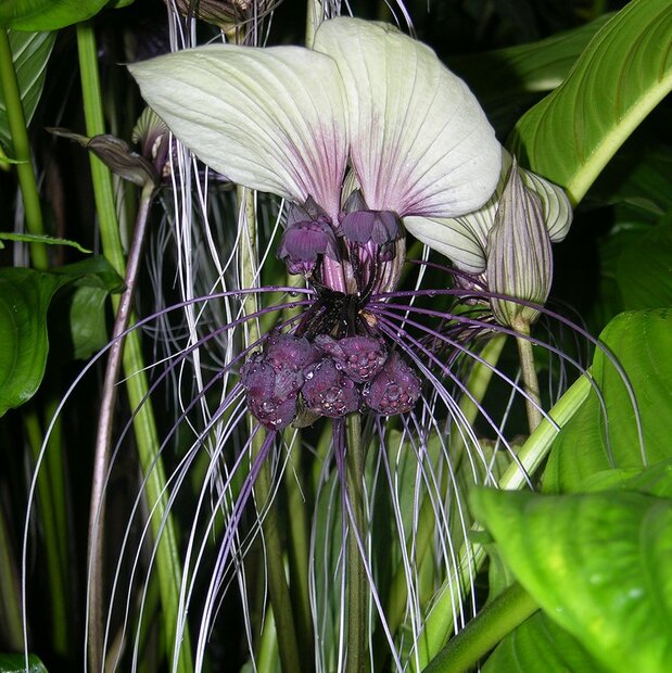 Witte vleermuisbloem (Tacca integrifolia)