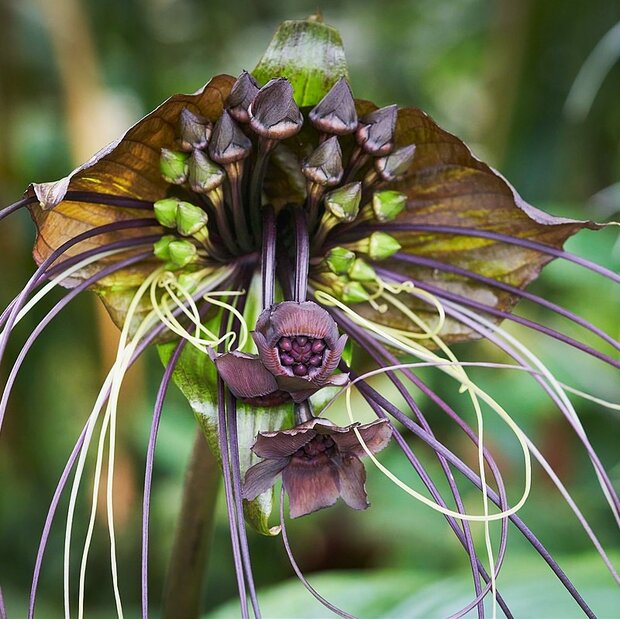 Vleermuisbloem (Tacca chantrieri)