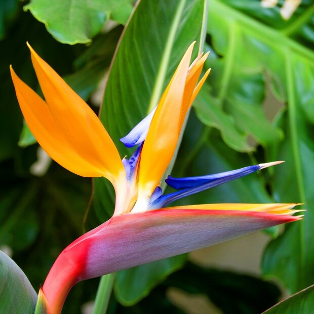 Paradijsvogelbloem (Strelitzia reginae)