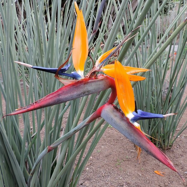 Gespeerde paradijsvogelbloem (Strelitzia juncea)