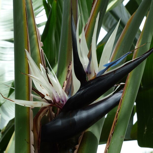 Natal paradijsvogelbloem (Strelitzia nicolai)