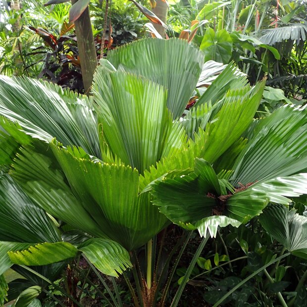 Vanuatu waaierpalm (Licuala grandis)