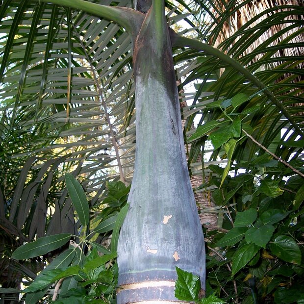 Spindelpalm (Hyophorbe verschaffeltii)