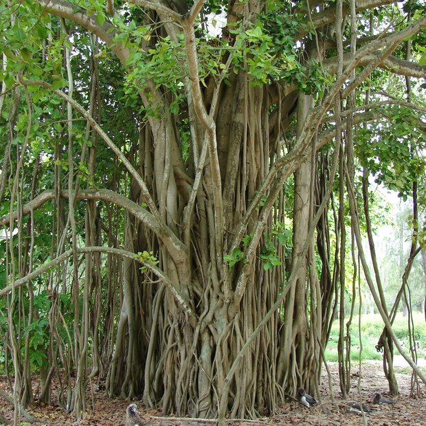 Wurgvijg (Ficus benghalensis)