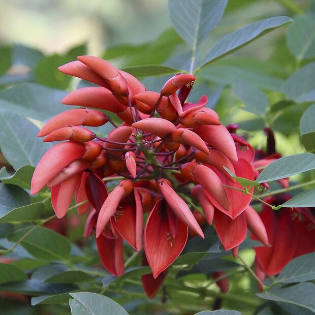 Koraalstruik (Erythrina crista-galli)