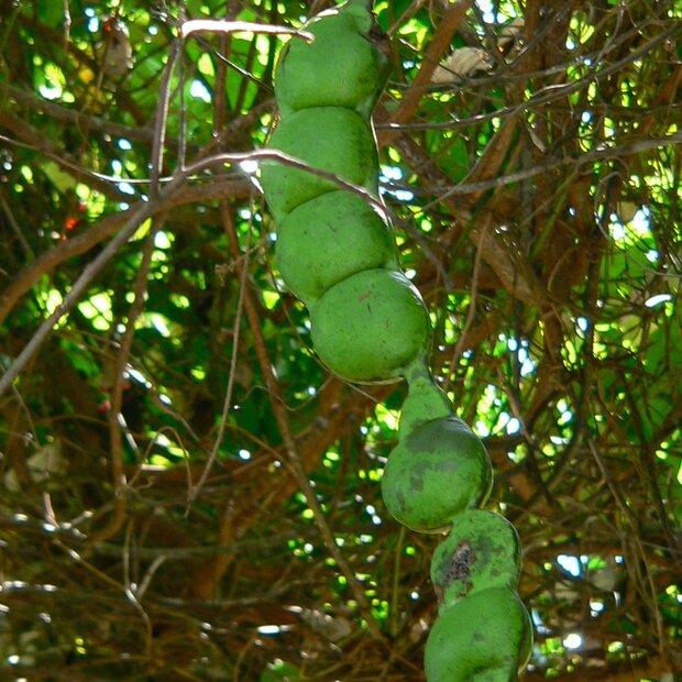 Afrikaans droomkruid (Entada rheedii)