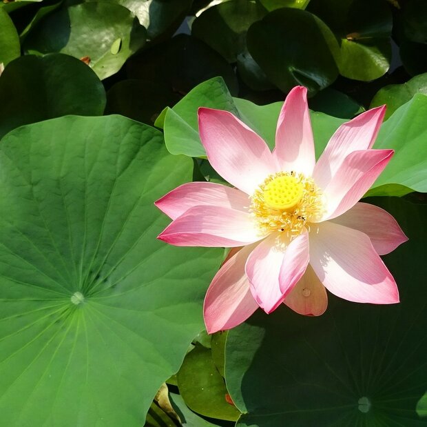 Indische lotus (Nelumbo nucifera)