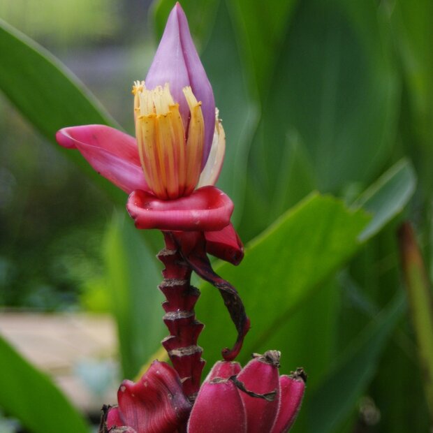 Roze dwergbanaan (Musa velutina)