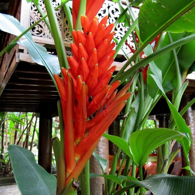 Rode sierbanaan (Musa coccinea)