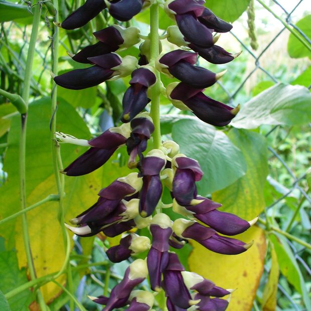 Fluweelboon (Mucuna pruriens)