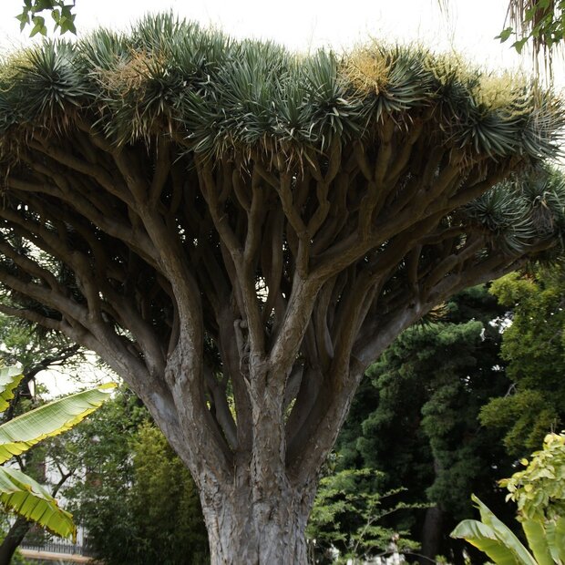 Drakenbloedboom (Dracaena draco)