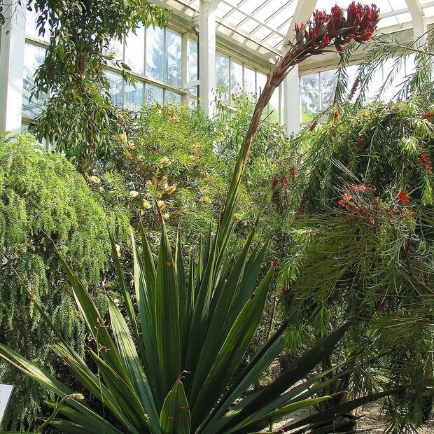 Reuzenspeerbloem (Doryanthes palmeri)