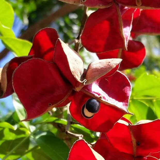 Zwarte parelboom (Majidea zanguebarica)