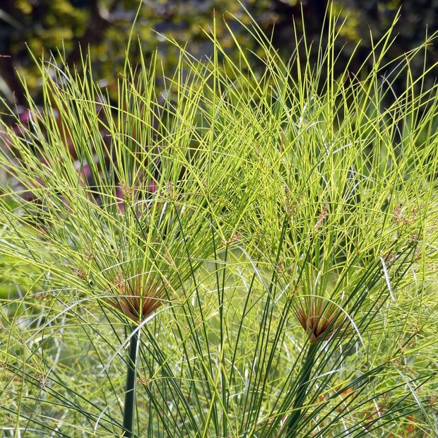 Papyrus (Cyperus papyrus)
