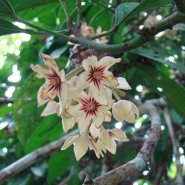 Colaboom (Cola nitida)